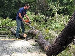 Best Tree Trimming and Pruning  in Bertsch Oceanview, CA