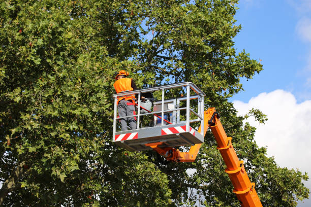 How Our Tree Care Process Works  in  Bertsch Oceanview, CA