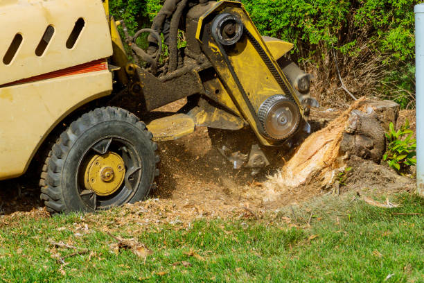 Best Fruit Tree Pruning  in Bertsch Oceanview, CA