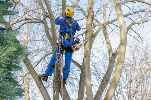 Best Arborist Consultation Services  in Bertsch Oceanview, CA