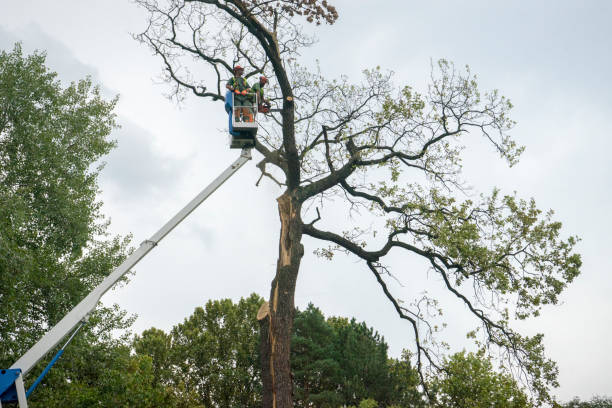 Best Hedge Trimming  in Bertsch Oceanview, CA