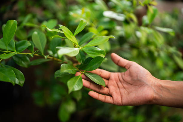 Best Commercial Tree Services  in Bertsch Oceanview, CA