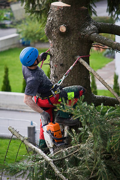 Reliable Bertsch Oceanview, CA Tree Care Services Solutions