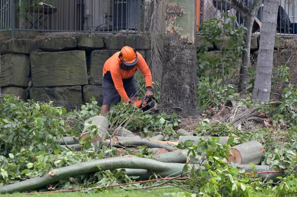 Best Stump Grinding and Removal  in Bertsch Oceanview, CA