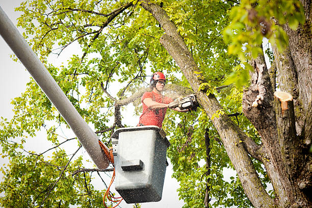 Best Tree Maintenance Programs  in Bertsch Oceanview, CA